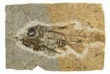 Oligocene Fossil Deep-Sea Hatchetfish (Polyipnus) - Poland #320592-1